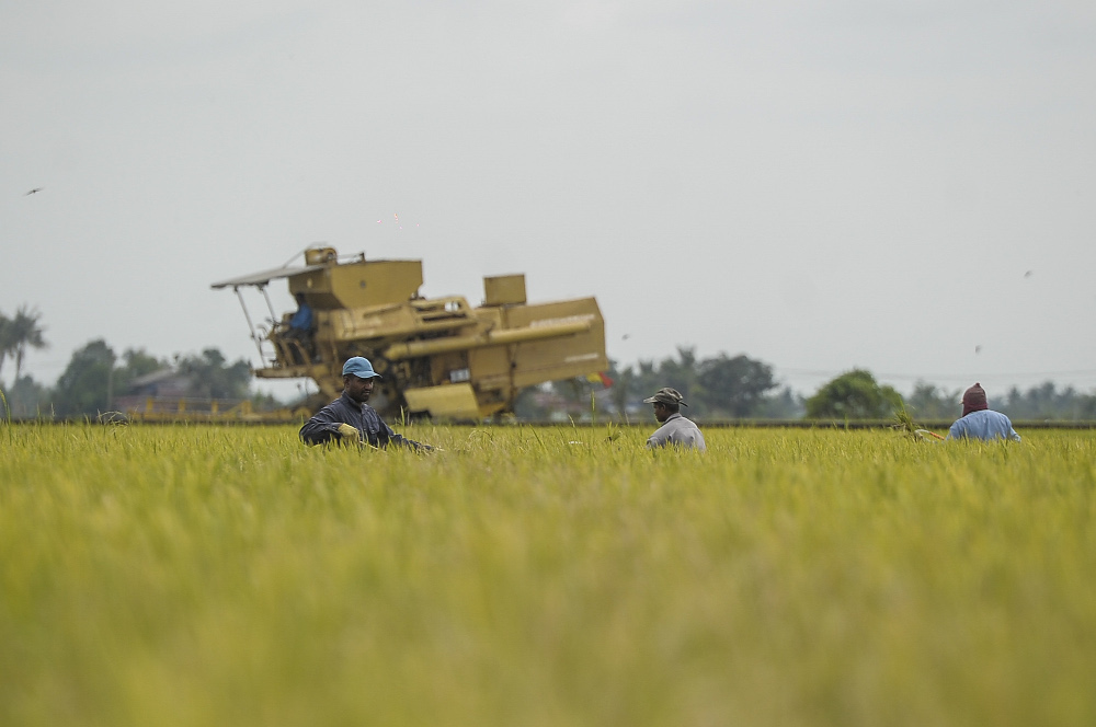 Workers are seen at one of paddy fields in Sekinchan, Selangor November 28, 2020. u00e2u20acu201d Picture by Shafwan Zaidon