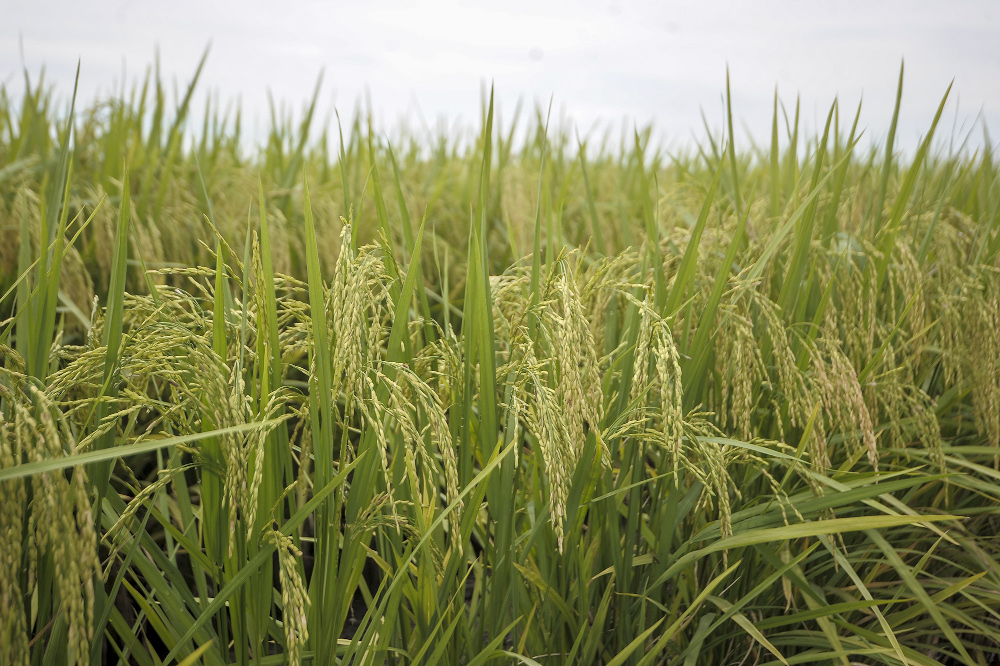 A general view of paddy that is ready to be harvested in Sekinchan, Selangor November 28, 2020. u00e2u20acu201d Picture by Shafwan Zaidon