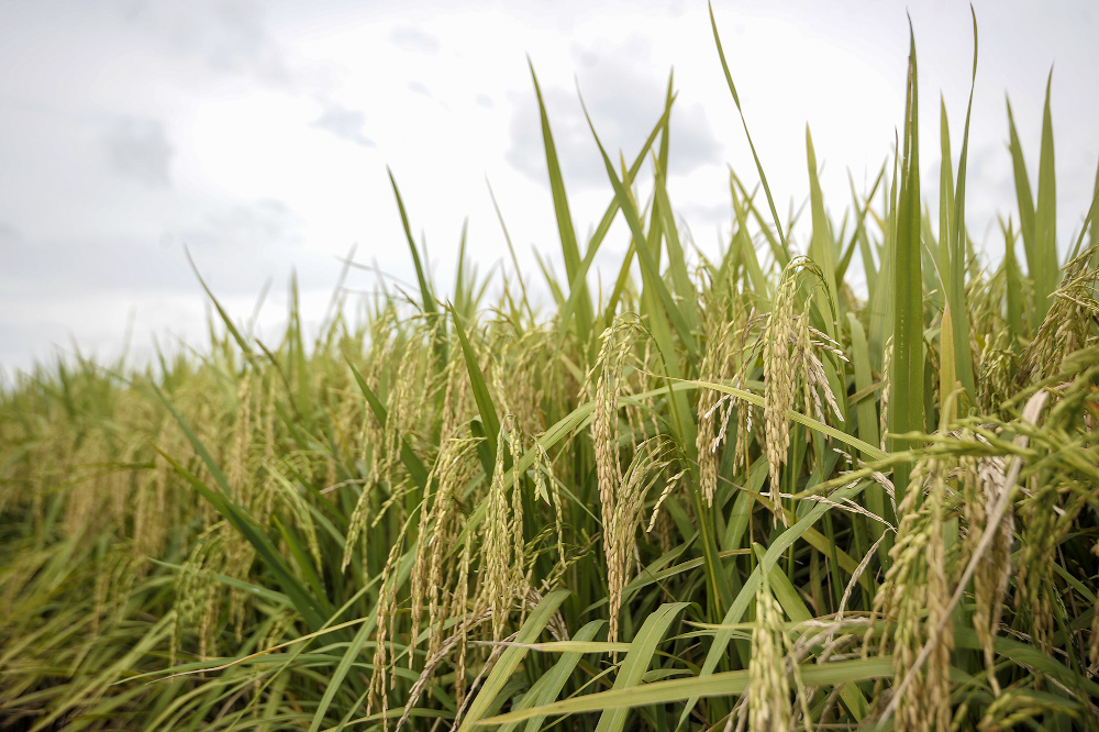 A general view of paddy that is ready to be harvested in Sekinchan, Selangor November 28, 2020. u00e2u20acu201d Picture by Shafwan Zaidon