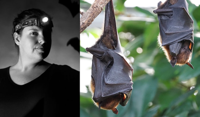 Dr Phelps said that bats have turned into an easy scapegoat in the Covid-19 pandemic. u00e2u20acu201d Pictures courtesy of EcoHealth Alliance and Reuters