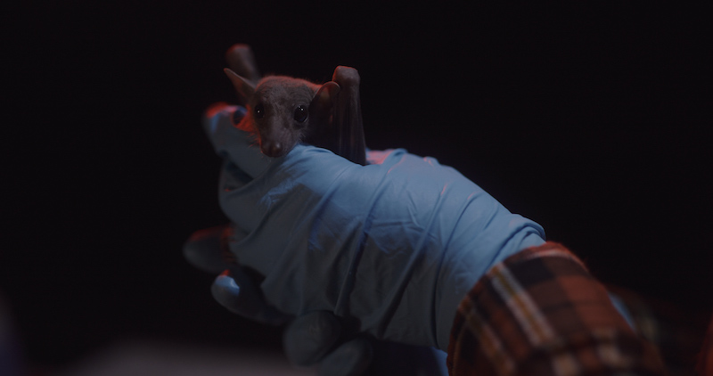 There are over 1,400 species of bats and each bat can live up to 40 years. — Picture courtesy of National Geographic