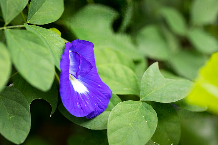 The blue pea flower ('Clitoria ternatea') is known as 'bunga telang' in Malay and 'dok anchan' in Thai