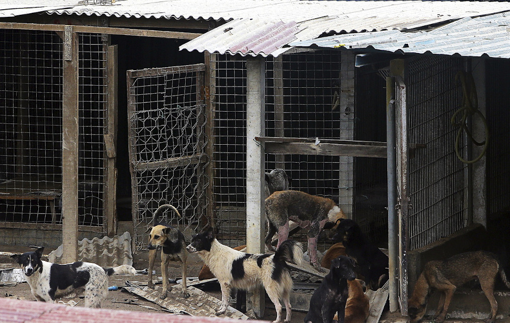 A shelter run by Furrykids Safehaven reported that 54 of the 1,800 dogs at the shelter were dead with many more missing after floods in Seremban November 4, 2020. u00e2u20acu201d Bernama pic