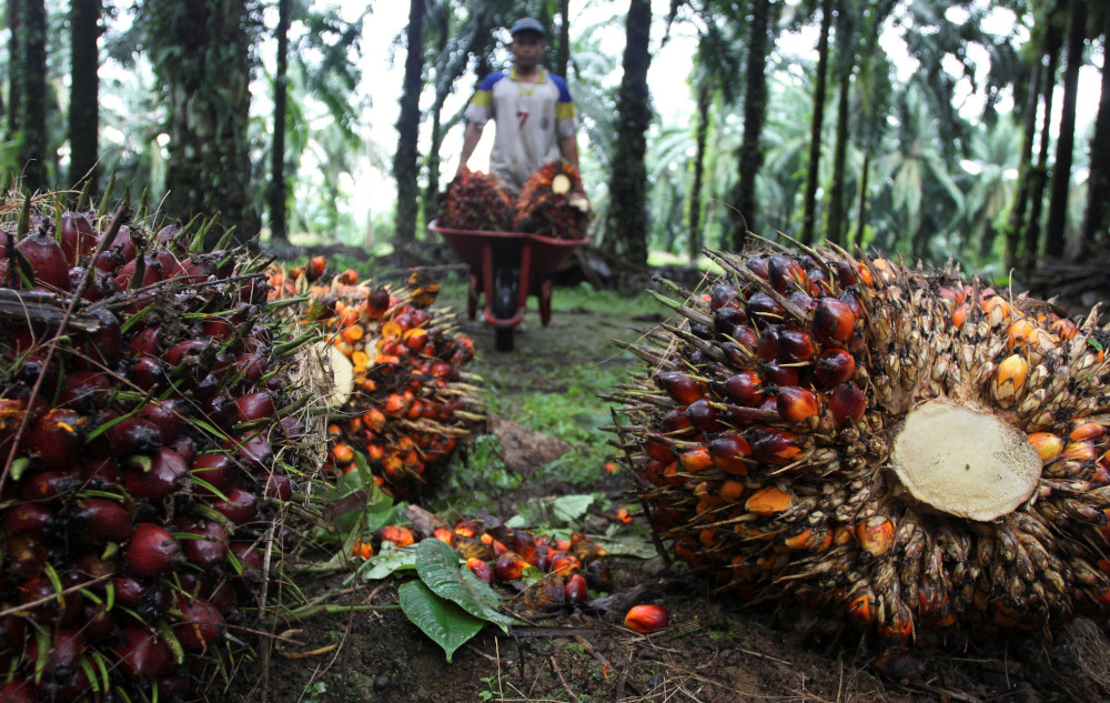 A worker collects palm fruit at a plantation owned by a private company in Langkat of Indonesiau00e2u20acu2122s north Sumatra province November 1, 2012. u00e2u20acu201d Reuters pic 