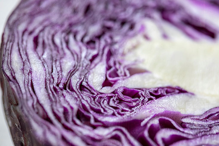The riddled contours of a purple cabbage sliced in half