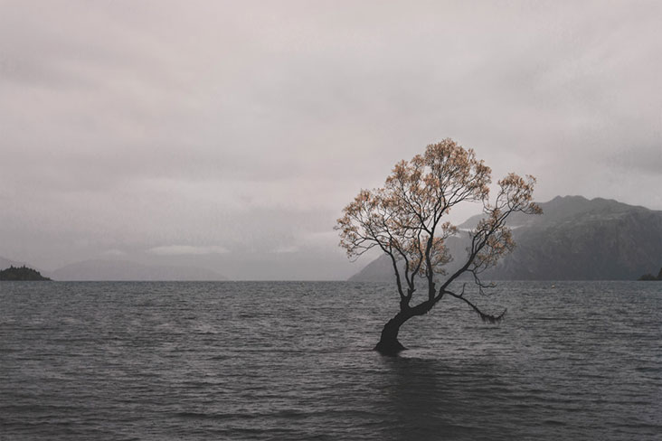 The Instagram-famous #ThatWanakaTree on Lake Wanaka, New Zealand