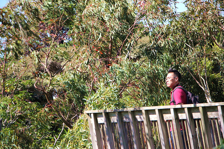 The wind blowing through the native trees will make any visitor to Wellington feel relaxed