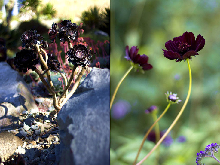 Black blossoms: 'Aeonium arboreum' (left) and chocolate cosmos (right)