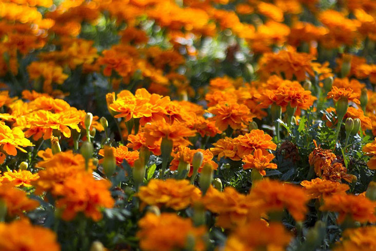 A field of orange flowers at the Wellington Botanical Garden