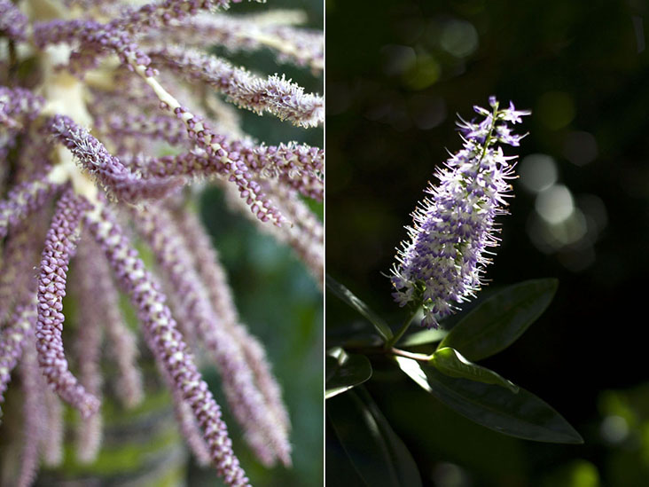 Violet-hued, feathery plumes