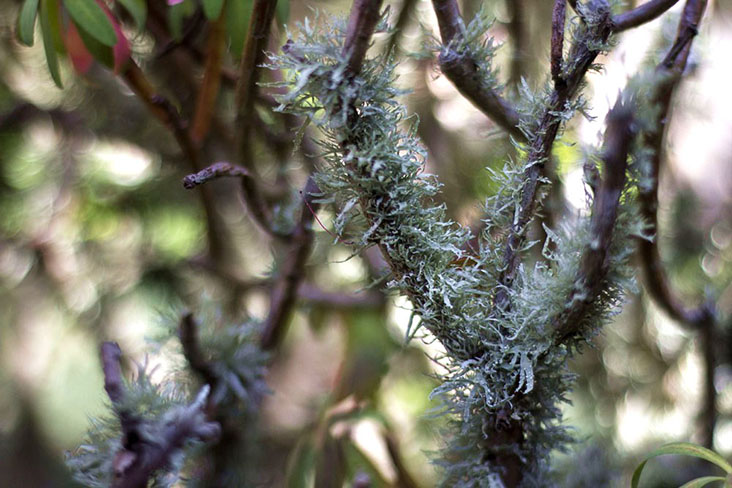 The ancient forests of New Zealand are covered with tree moss and lacy lichen