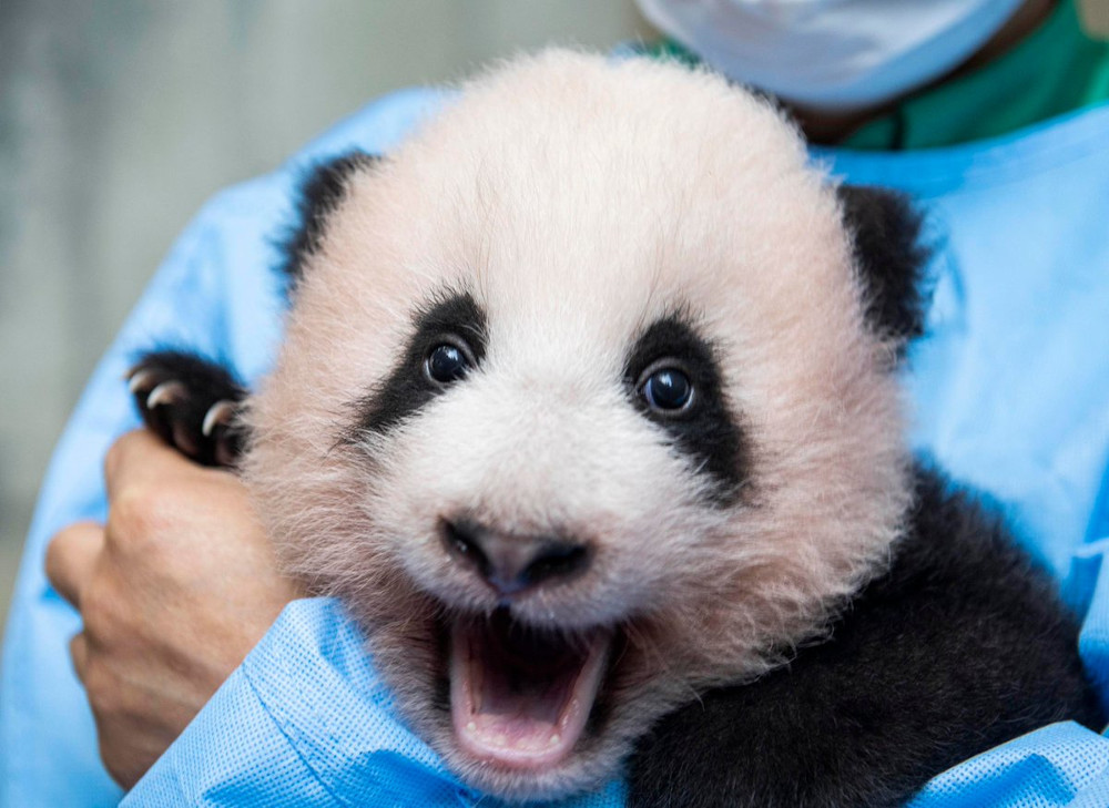 Fu Bao’s parents belong to the Chinese government and were loaned to Everland Resort as a symbol of diplomatic goodwill between China and South Korea. — Picture from Twitter/withEverland