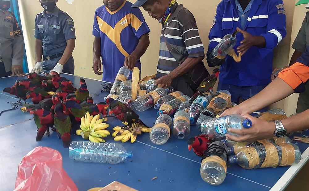 Officials freeing dozens of parrots after being found stuffed in plastic water bottles on a ship docked in Fakfak, Indonesiau00e2u20acu2122s West Papua region November 19, 2020. u00e2u20acu201d Handout via AFP