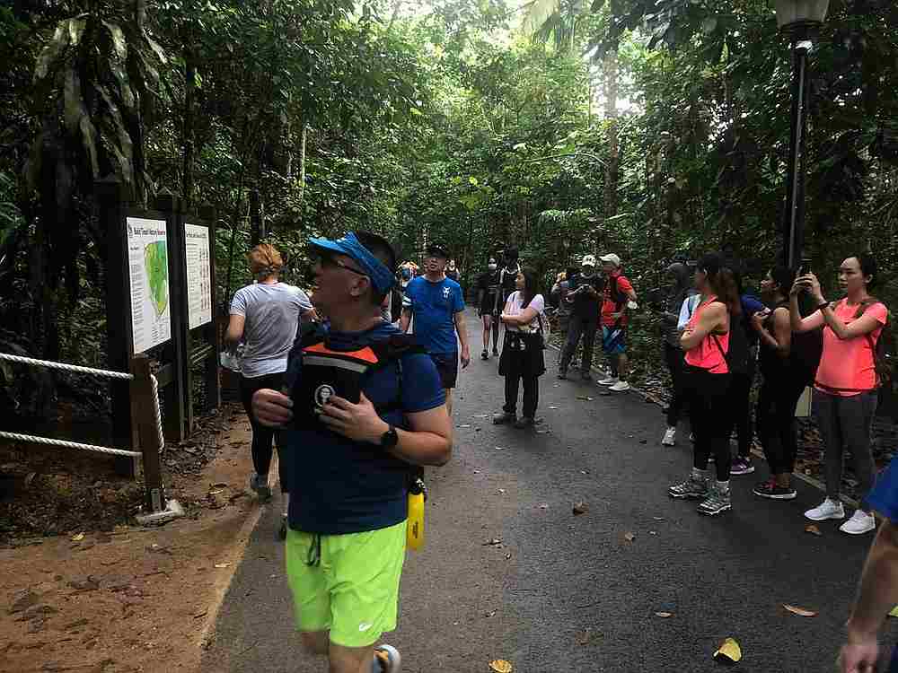 Hikers at Bukit Timah Nature Reserve in Singapore November 1, 2020. u00e2u20acu201d TODAY pic