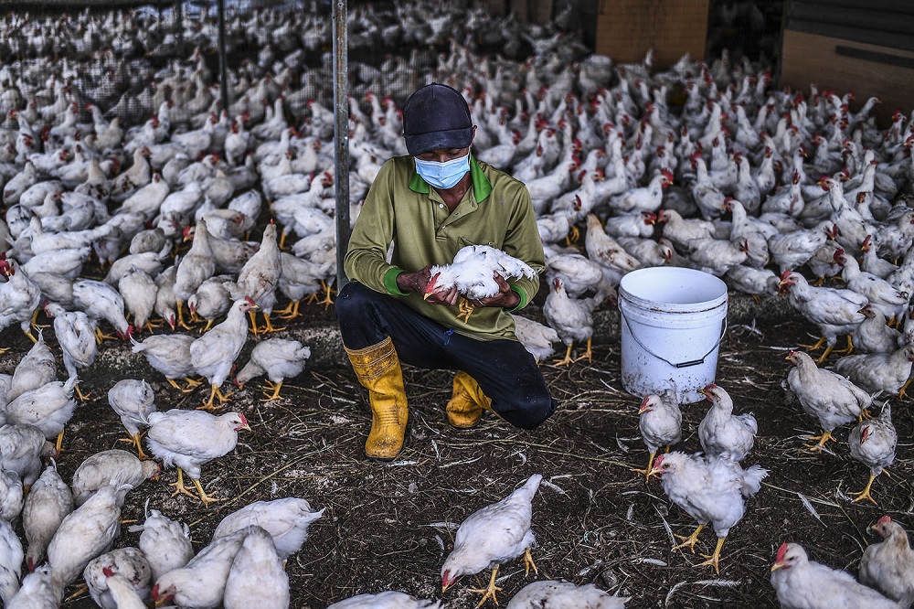 Mardi officer Umar Rudin feeds chickens at a farm in Kuala Lumpur November 5, 2020. u00e2u20acu201d Picture by Hari Anggara