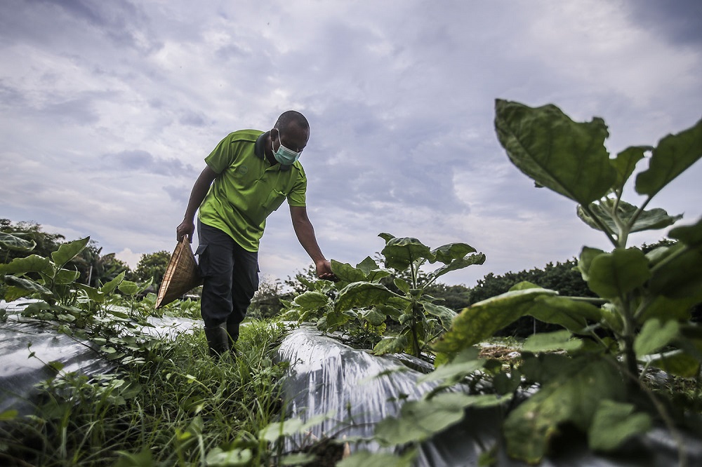 Mardi officer Kairul Abidin Che Mat tends to the plants at a farm in Kuala Lumpur November 5, 2020. u00e2u20acu201d Picture by Hari Anggara