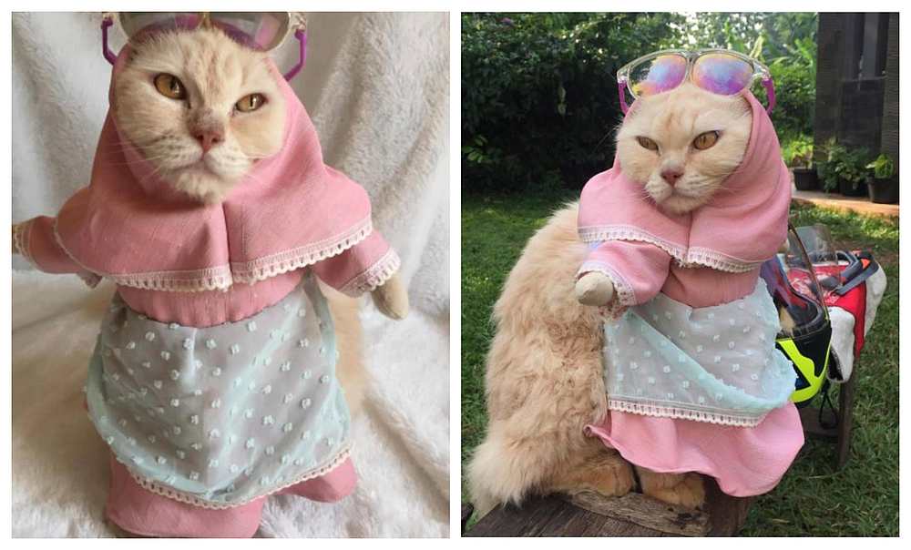 Modest fashion for cats is an actual trend, in Jakarta at least. u00e2u20acu201d Screengrab from Shopee Indonesia