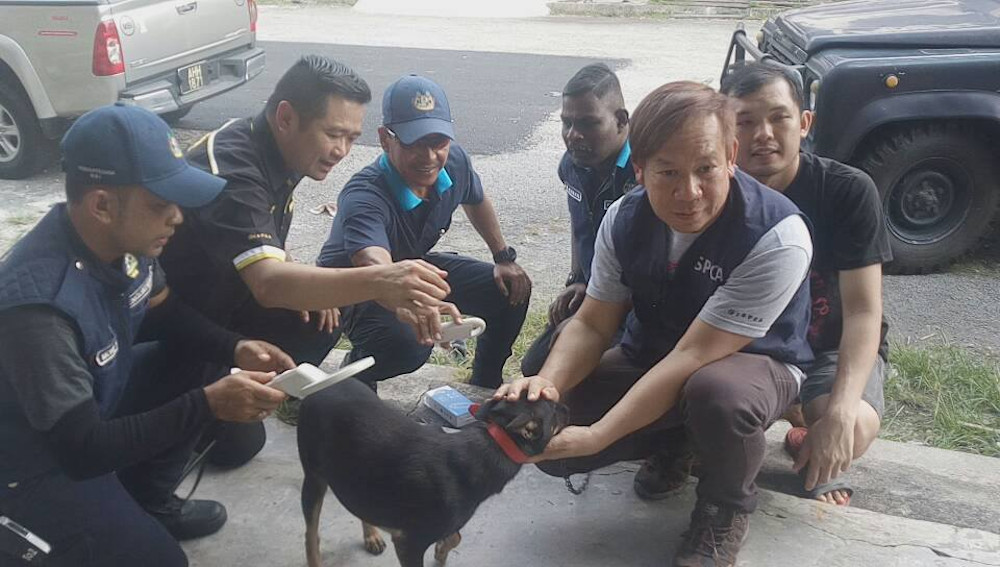Since ISPCA implemented TNRM, it has successfully spayed or neutered 4,000 strays in Ipoh. — Picture courtesy of Ricky Soong