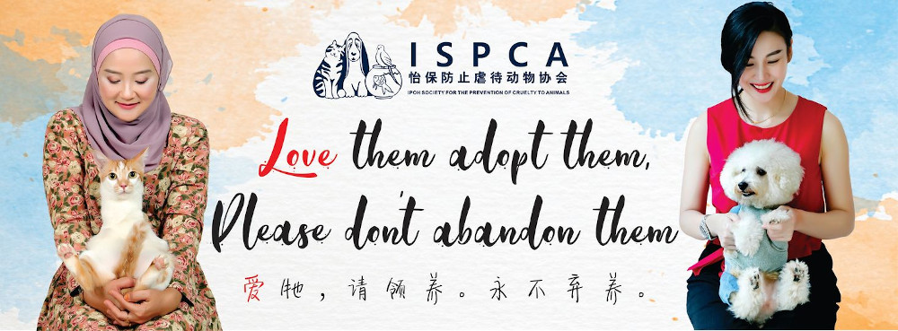 To further promote the Trap, Neuter, Release and Manage programme, the Perak state government and the Ipoh Society for the Prevention of Cruelty Against Animals will be organising an exhibition on November 14 and 15. u00e2u20acu201d  Picture via Facebook/ ISPCA