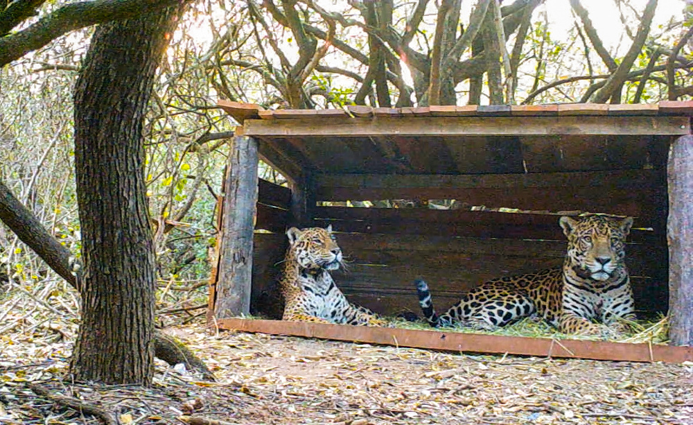 Tania (left), a female jaguar brought up in a zoo, and a male jaguar christened Qaramta, sit together in a breeding enclosure at the Impenetrable National Park, Argentina October 17, 2020. u00e2u20acu201d Rewilding Argentina handout pic via Reuters 