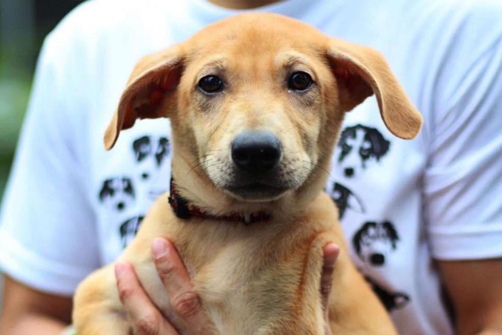 The euthanisation of Loki the dog sparked an online furore after a staff member at Exclusively Mongrels posted about it on Facebook on May 6. u00e2u20acu201d Exclusively Mongrels Limited/Facebook pic via TODAY