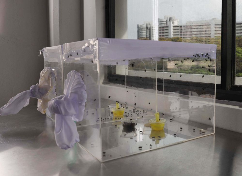 Flies feeding on protein, carbohydrate and vitamin source at Cuprina, a Singapore medical device company that supplies medical-grade maggots. — TODAY pic