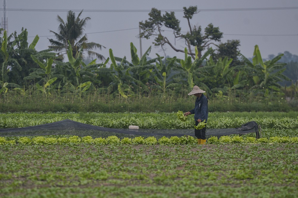 A farmer works at a vegetable farm in Kapar November 3, 2020. u00e2u20acu2022 Picture by Miera Zulyana