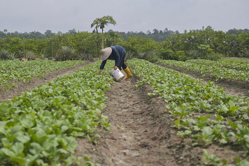 A farmer works at a vegetable farm in Kapar November 3, 2020. u00e2u20acu2022 Picture by Miera Zulyana