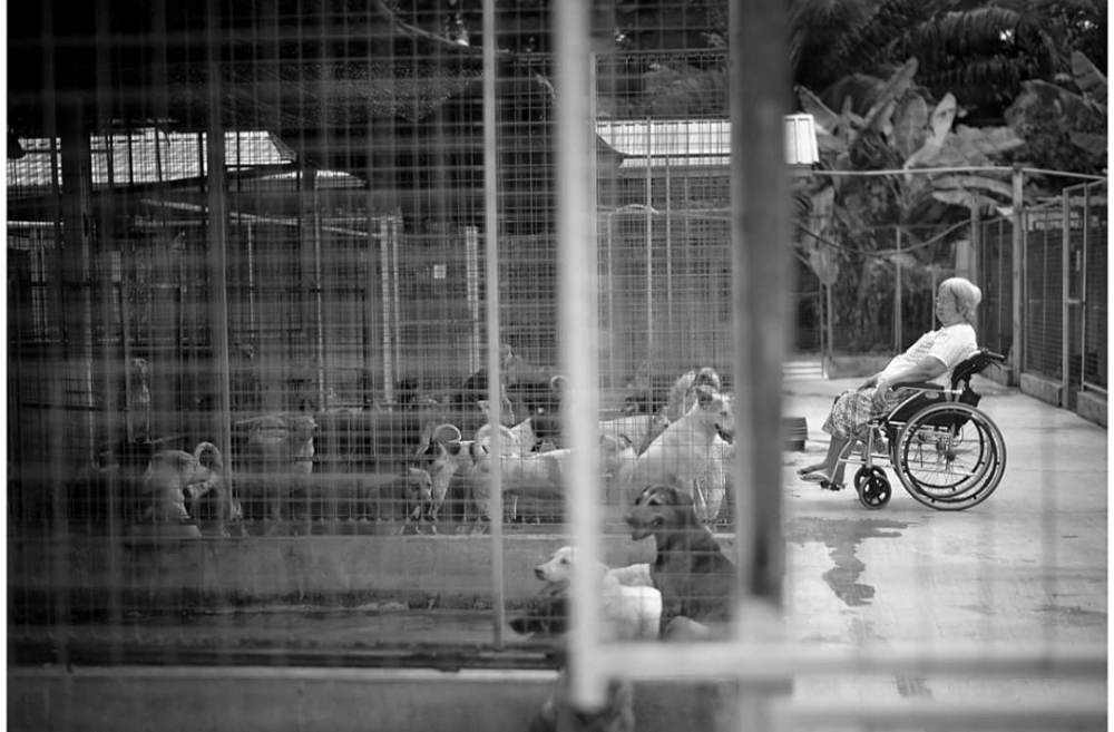 Meefah Shelter founder Chan Mee Fah now stays in her shelter at Semenyih, Selangor, to be close to her rescue animals. u00e2u20acu2022 Picture courtesy of Yong Lee Fong