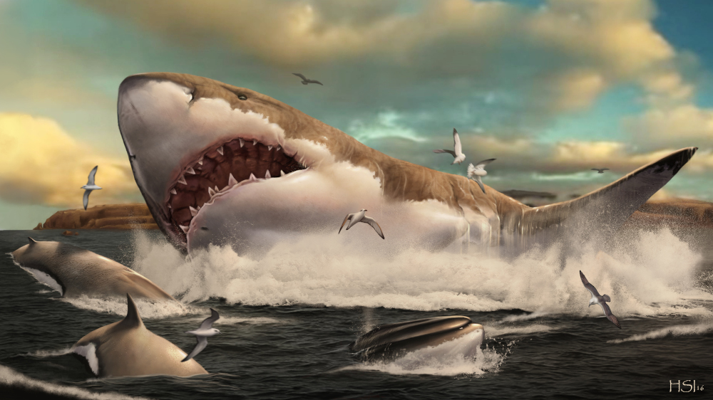 An artistu00e2u20acu2122s impression of the prehistoric shark Otodus megalodon. u00e2u20acu201d Metazoa Studio/Hugo Salais handout pic via AFPnn