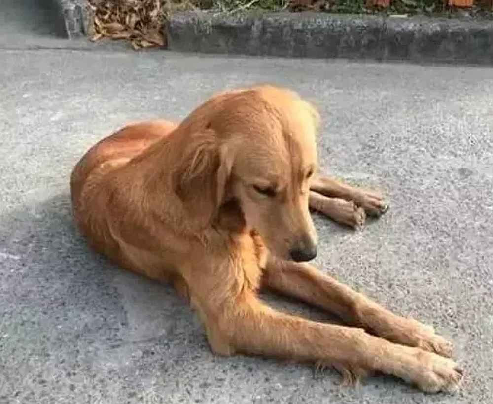 Ping An means 'safe and sound,' an appropriate name for such a courageous dog. u00e2u20acu201d Picture courtesy of Jinghai Evening News/WeChat