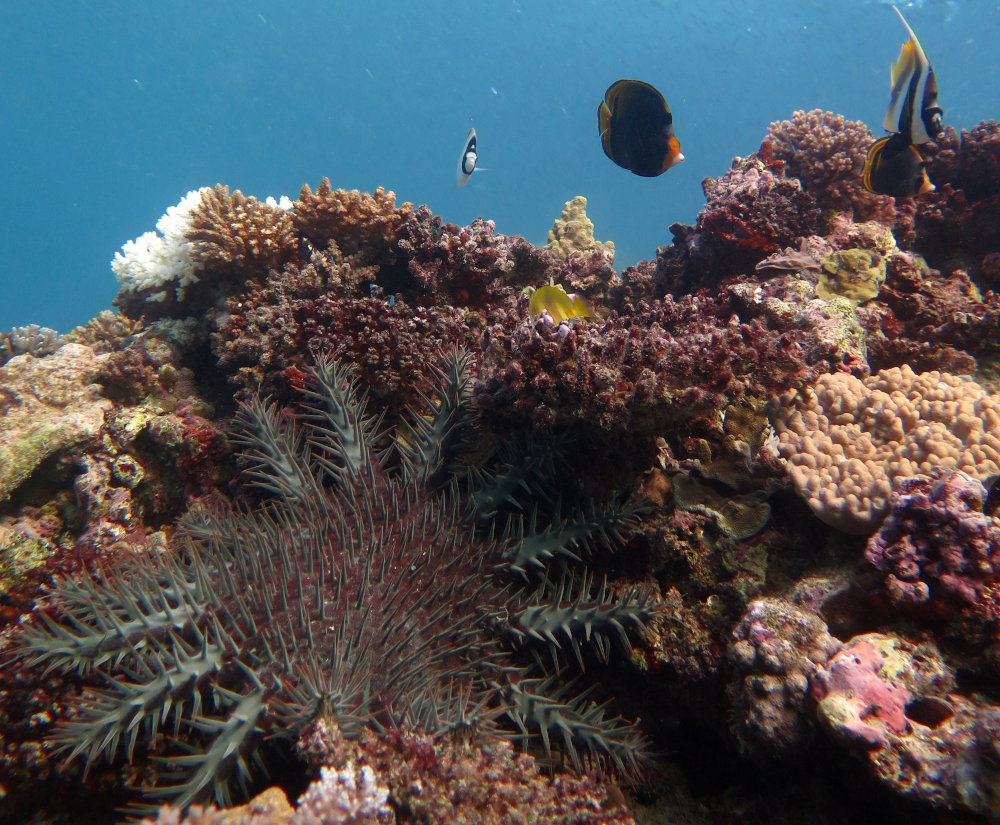 A crown of Thorns Starfish at Swains Reef, part of the Great Barrier Reef off the east coast of Australia in the South Pacific Ocean. u00e2u20acu201d Scott Ling/Institute for Marine and Antarctic Studies handout pic via AFP