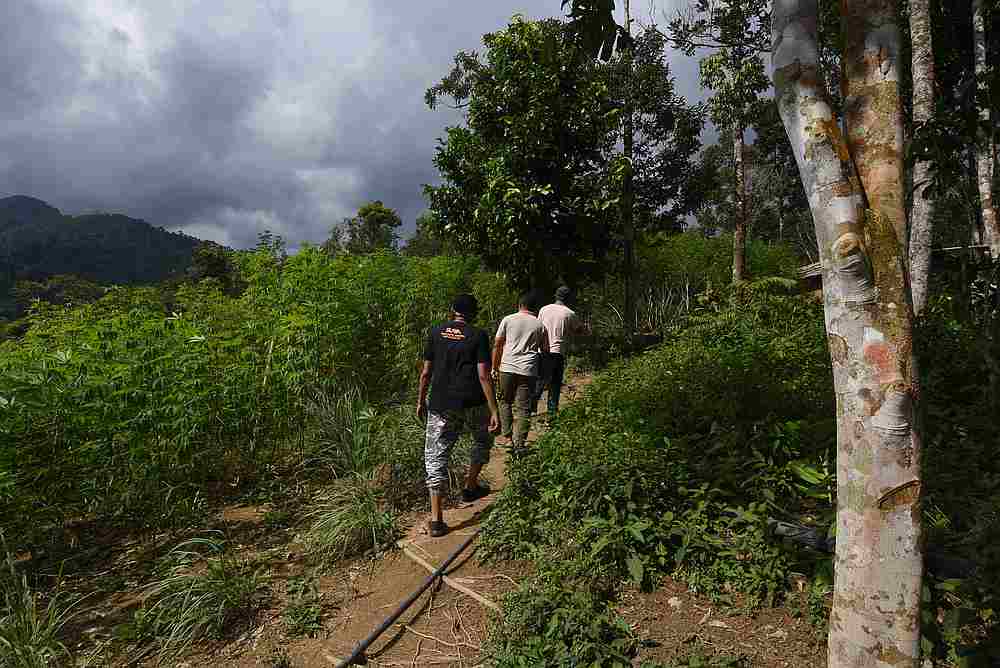 The Temiar natives of Kampung Pos Toel made their living by selling crops and forest products. — Picture by Arif Zikri
