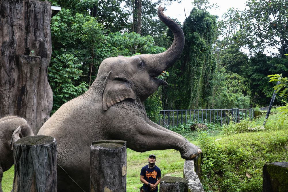 An elephant is seen inside its enclosure at Zoo Negara, Kuala Lumpur November 22, 2020. u00e2u20acu201d Picture by Yusof Mat Isa