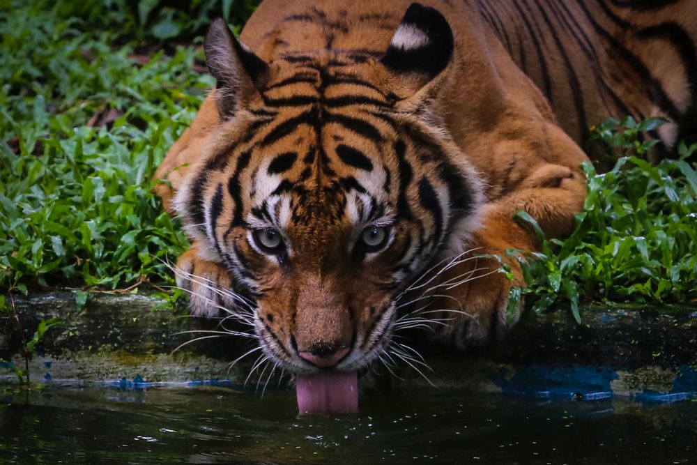 A Malayan tiger is seen at Zoo Negara, Kuala Lumpur November 22, 2020. u00e2u20acu201d Picture by Yusof Mat Isa