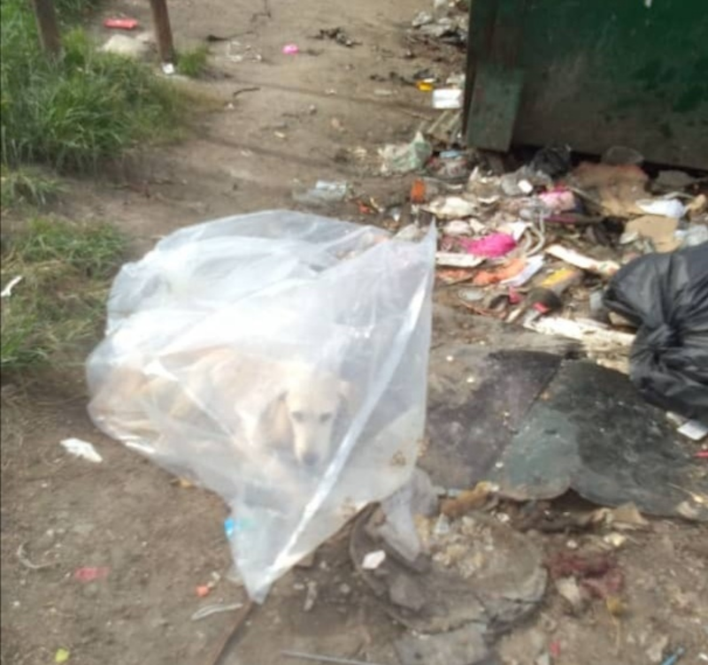 Rozi was found by the delivery man in a tied-up plastic bag. u00e2u20acu201d Photo courtesy of Wani Muthiah