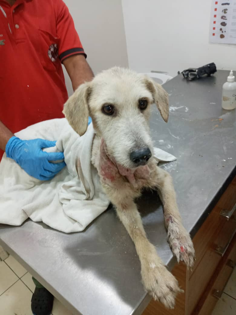 Rozi is being treated at St Angel Animal Medical Centre in Puchong. — Photo courtesy of Wani Muthiah