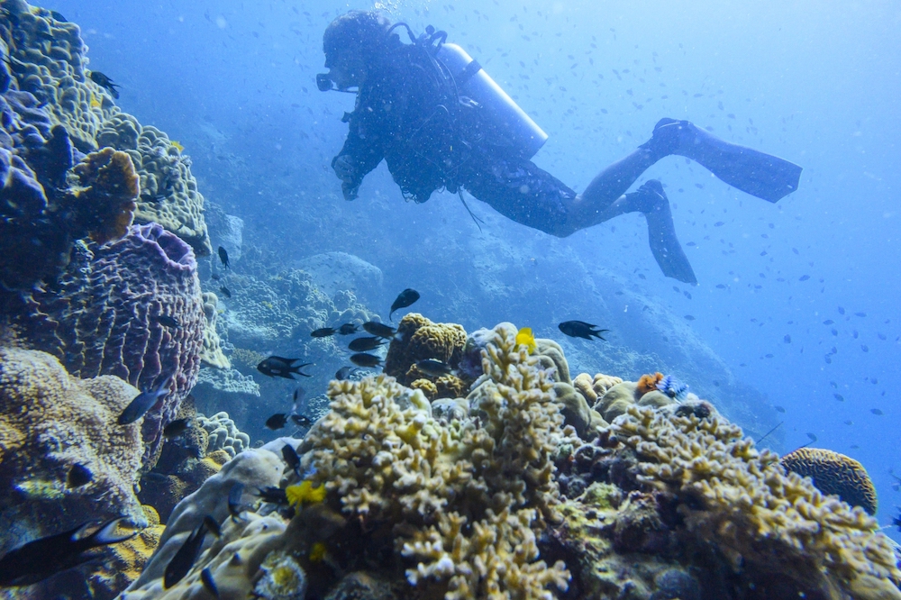 A diver swims over corals off Koh Tao island in the Gulf of Thailand. u00e2u20acu201d AFP pic