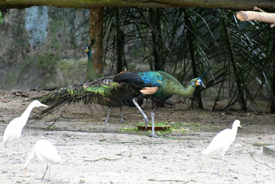 The Taiping Zoo and Night Safari has taken in a pair of green peacocks for breeding. u00e2u20acu201d Picture via Facebook/ Zoo Taiping & Night Safari
