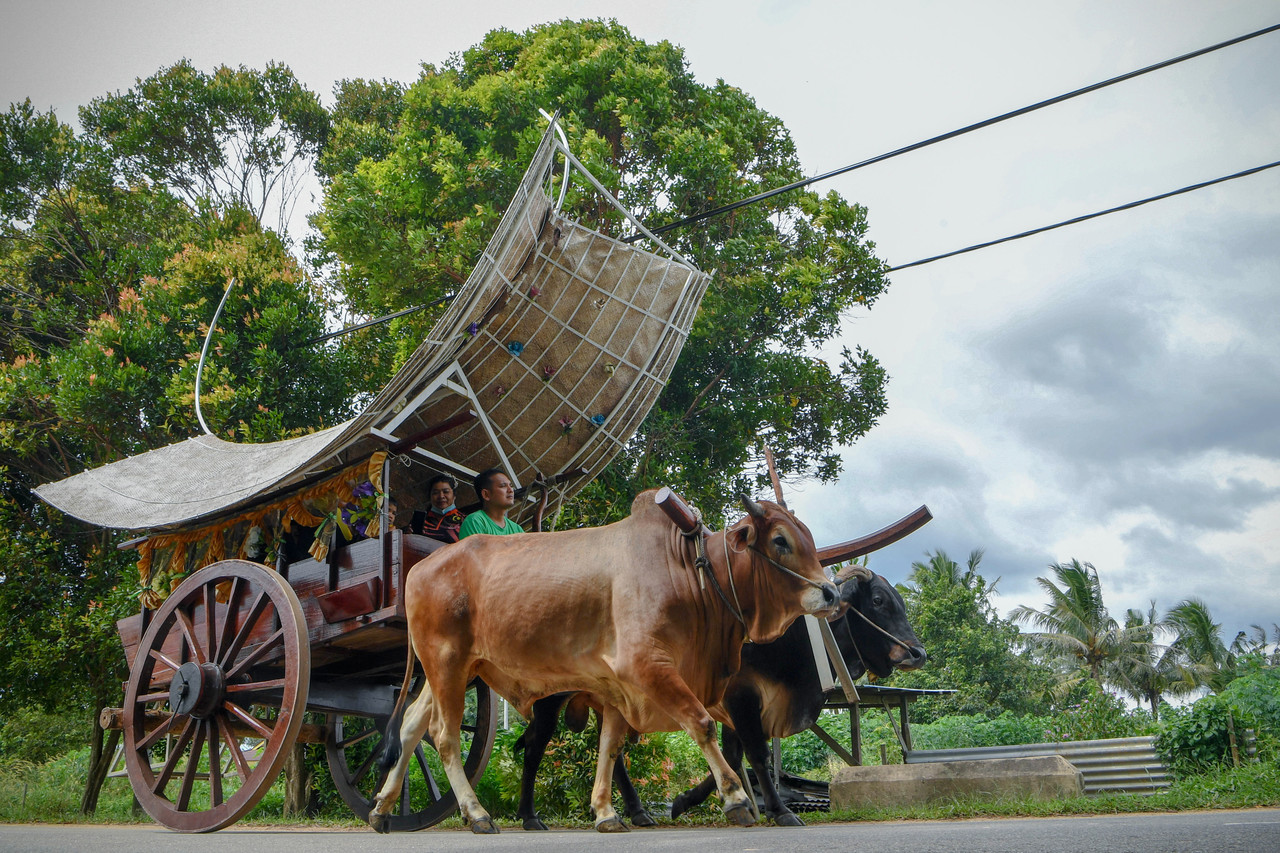 Pengunjung menikmati keindahan suasana kampung dengan menaiki kereta lembu ketika tinjauan fotoBERNAMA mengenai proses pembuatan kereta lembu di Kampung Tambak Bugis, Telok Mas, hari ini. MELAKA, 20 Dis. u00e2u20acu201d Foto Bernamann