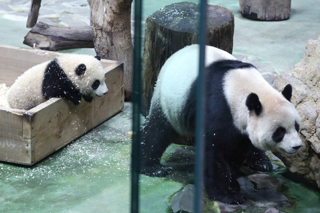 The picture shows six-month-old giant panda cub Yuan Bao and her mother Yuan Yuan during a media preview at Taipei Zoo in Taipei on December 28, 2020. u00e2u20acu201d AFP picnn