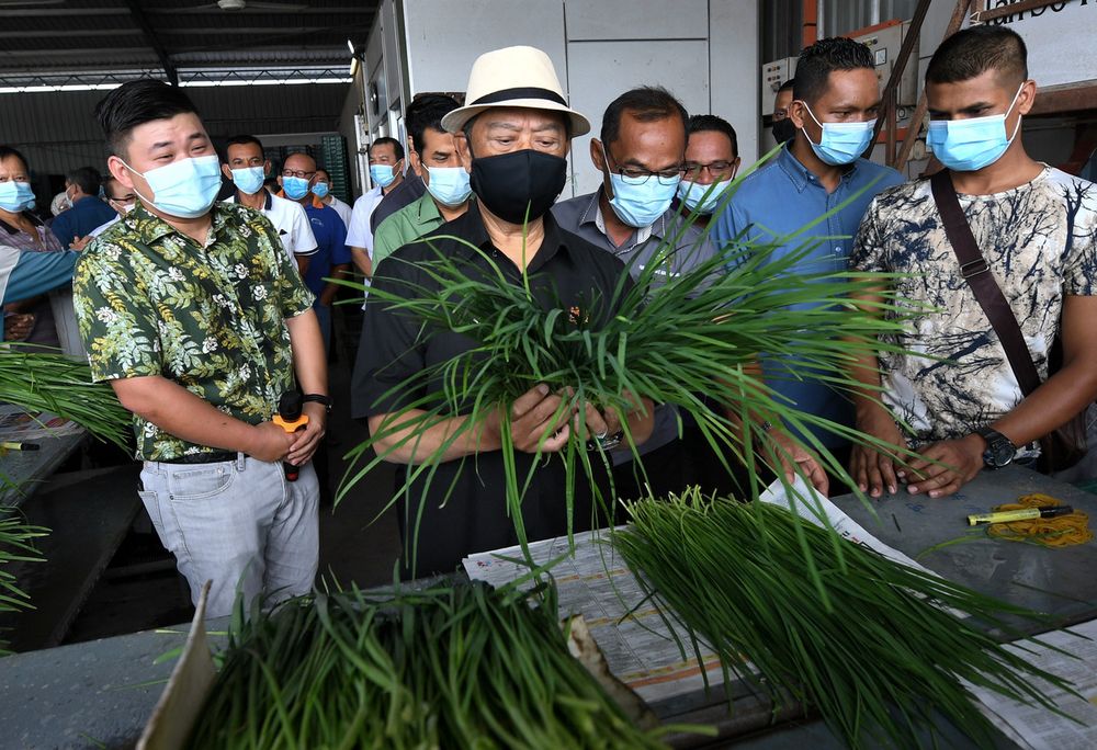 Prime Minister Tan Sri Muhyiddin Yassin admiring chives while visiting the group vegetable farming project at Batu 18 and 19 Sengkang 1 Grisekr, in Muar, December 13, 2020. u00e2u20acu201d Bernama pic
