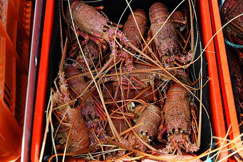 Australia's rock lobster exports are worth half US$500 million a year. In normal times, 94 per cent of them go to China. u00e2u20acu201d AFP pic