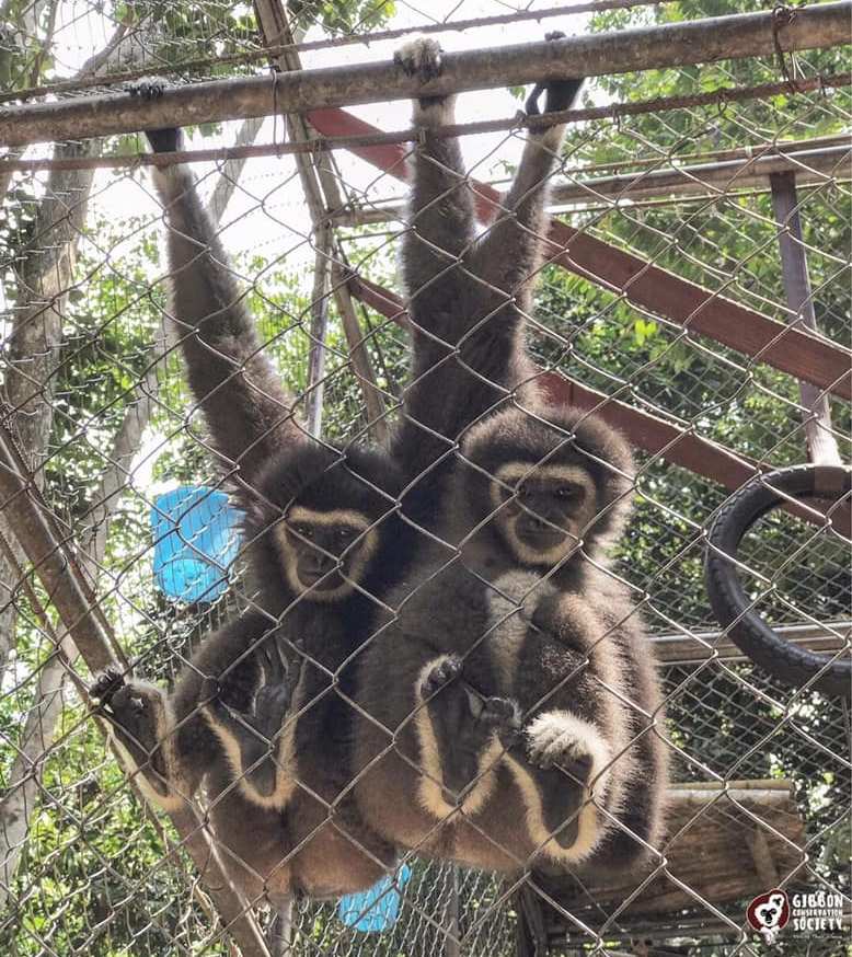 Betsy and Lola u00e2u20acu2022 the two of the gibbons taken by Perhilitan yesterday. u00e2u20acu2022 Picture via Facebook/Gibbon Conservation Society