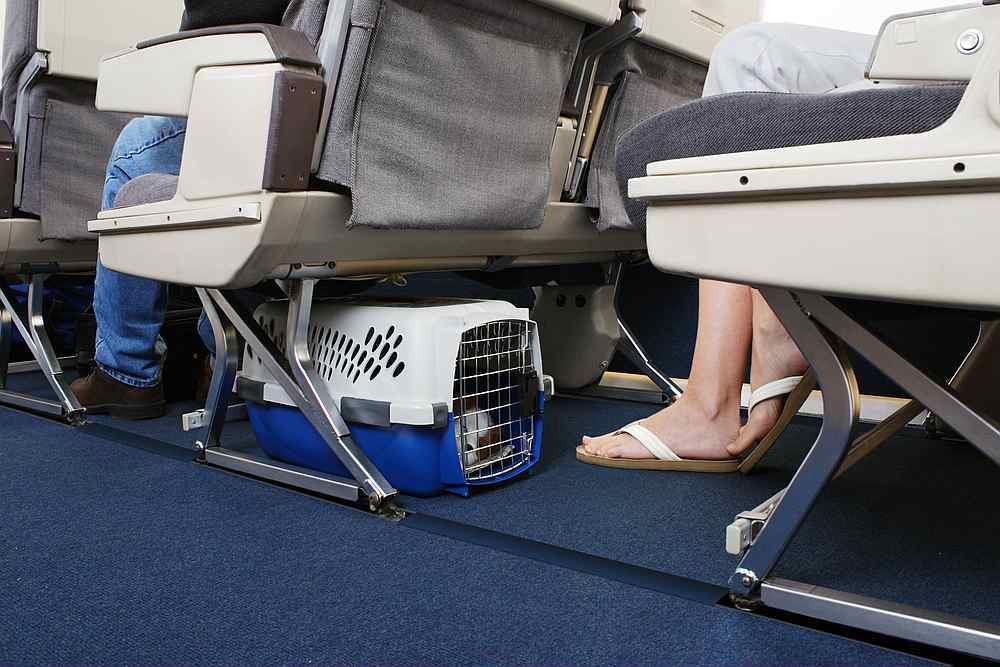 Travellers can still bring their small pets aboard, in cages to tuck under their seats, at the airline's discretion, often paying an extra fee. u00e2u20acu201d gchutka / IStock.com pic via AFP