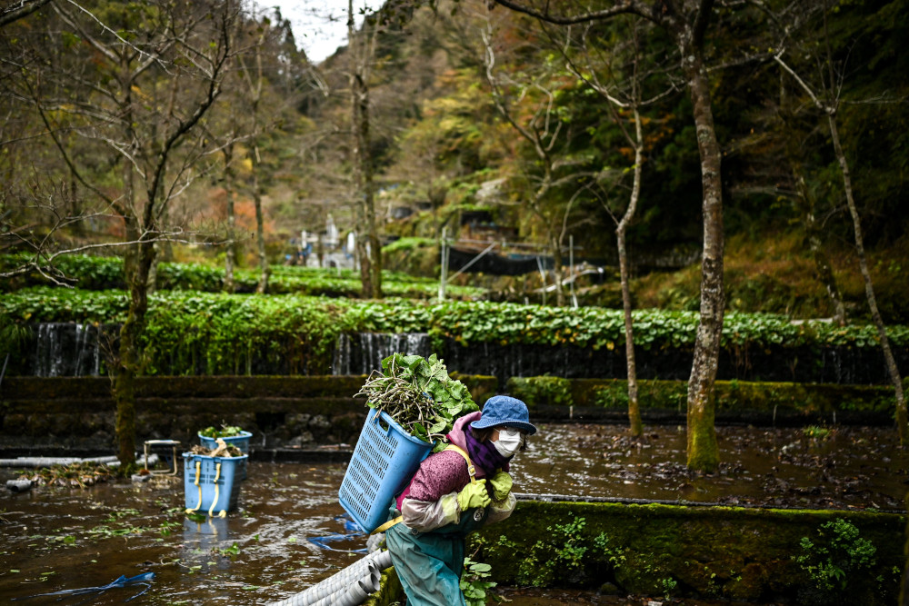 A woman carries a container of wasabi at a farm in Ikadaba in the city of Izu, Shizuoka prefecture. — AFP pic