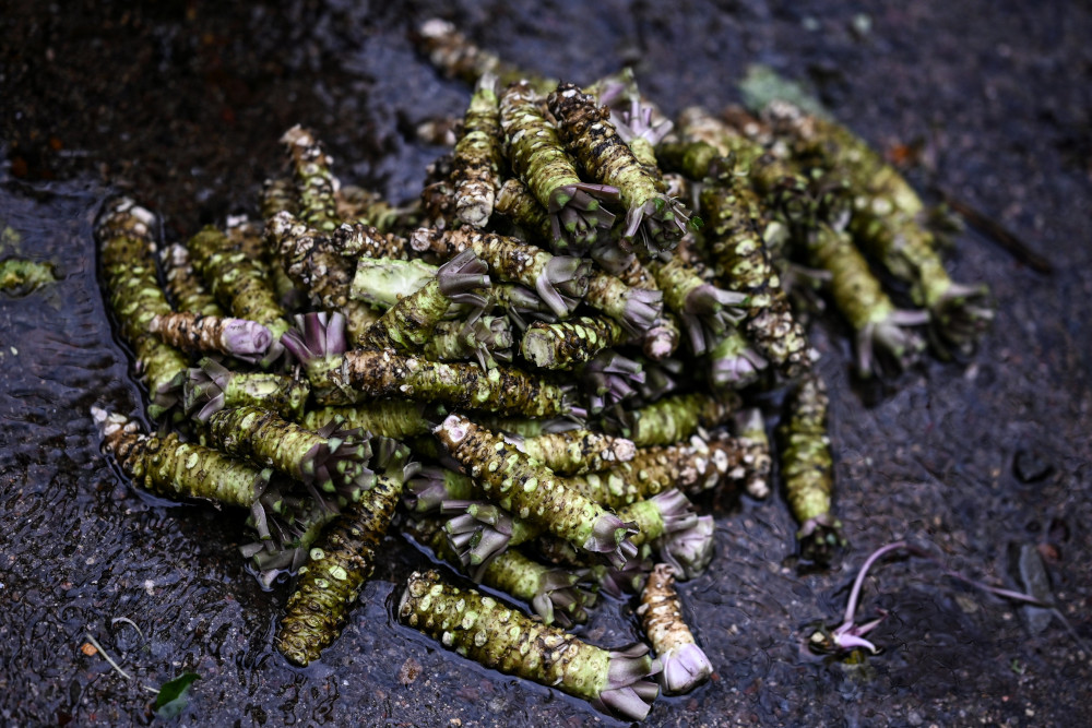 This picture taken November 24, 2020 shows wasabi roots at a farm in Ikadaba in the city of Izu, Shizuoka prefecture. u00e2u20acu201d AFP pic 