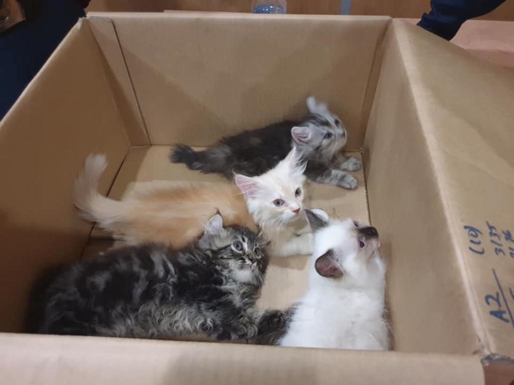 The kittens after the ICA had confiscated them at Tuas Checkpoint. u00e2u20acu2022 Picture courtesy of ICA viaTODAY