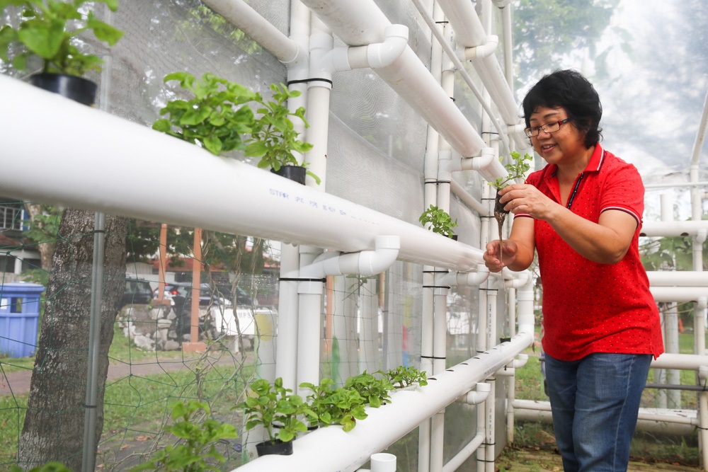 The USJ 12 MBSJ-endorsed community garden has its own hydroponic system. ― Picture by Choo Choy May