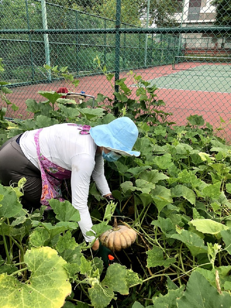 A volunteer tends to a pumpkin in the garden. ― Picture courtesy of Margaret Lee